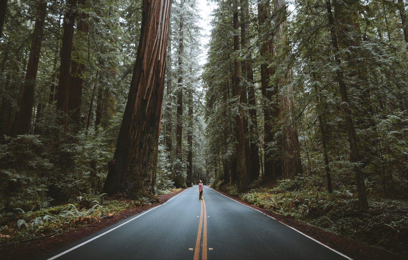 1332x850 Wallpaper USA, forest, road, trees .