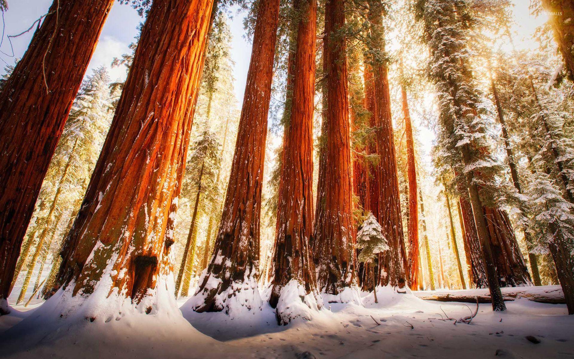1920x1200 Redwood forest wallpaper wallpaper