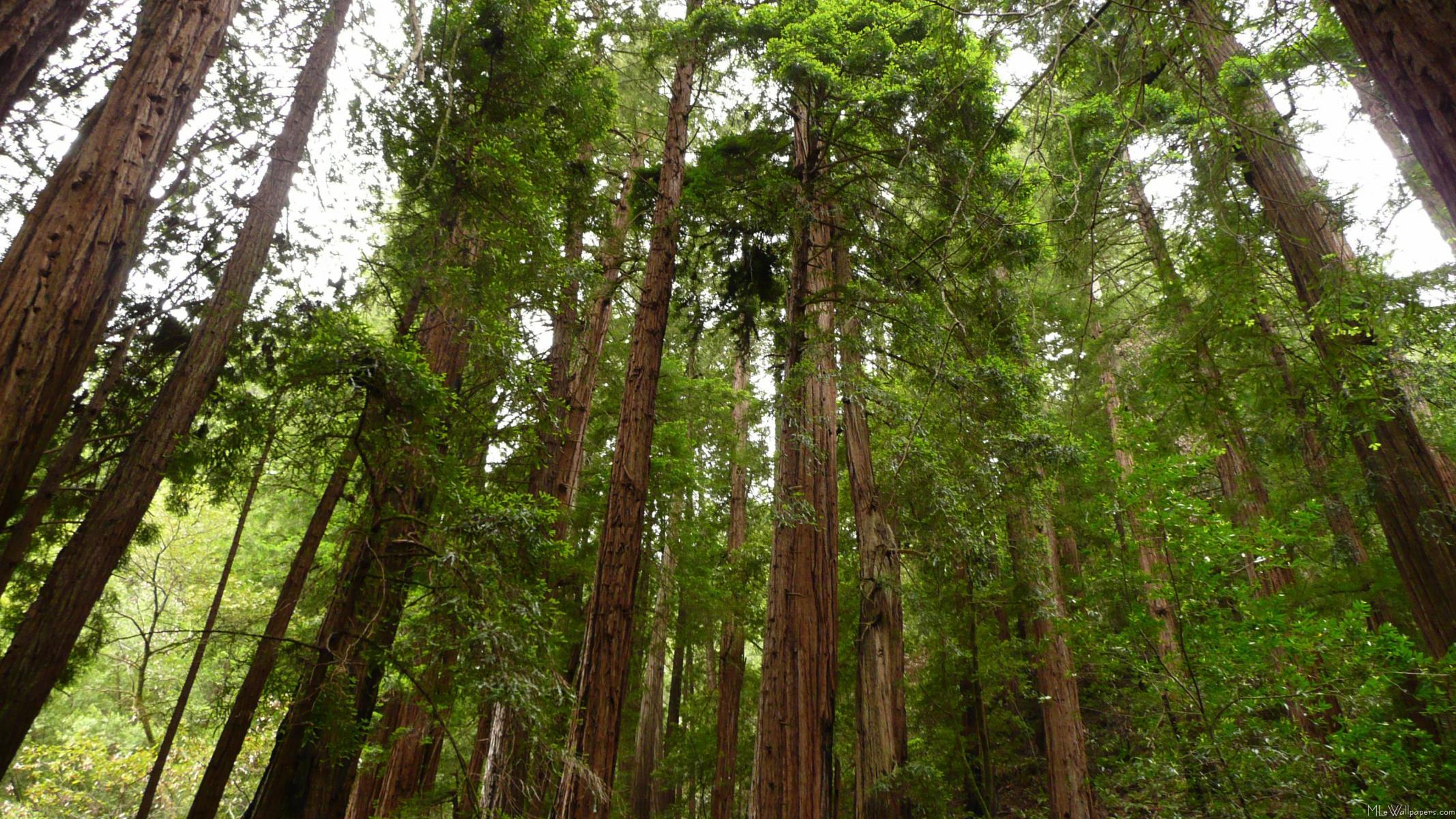 2134x1200 MLeWallpaper.com to Redwoods I