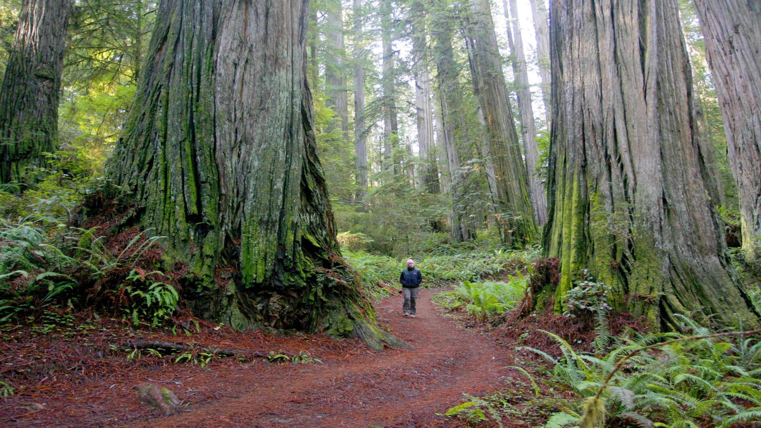 3072x1728 Redwood Forest Wallpaper
