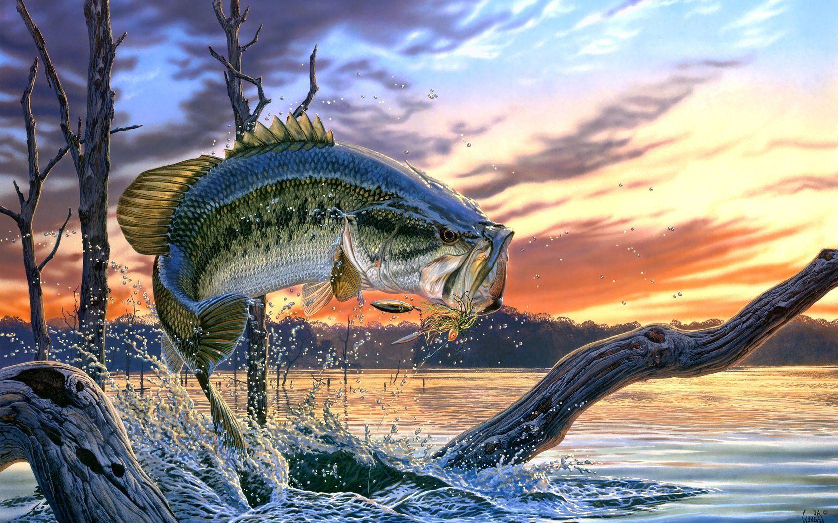 1680x1050 Bass Fishing Wallpaper. Bass fishing picture, Fish wallpaper, Fishing picture