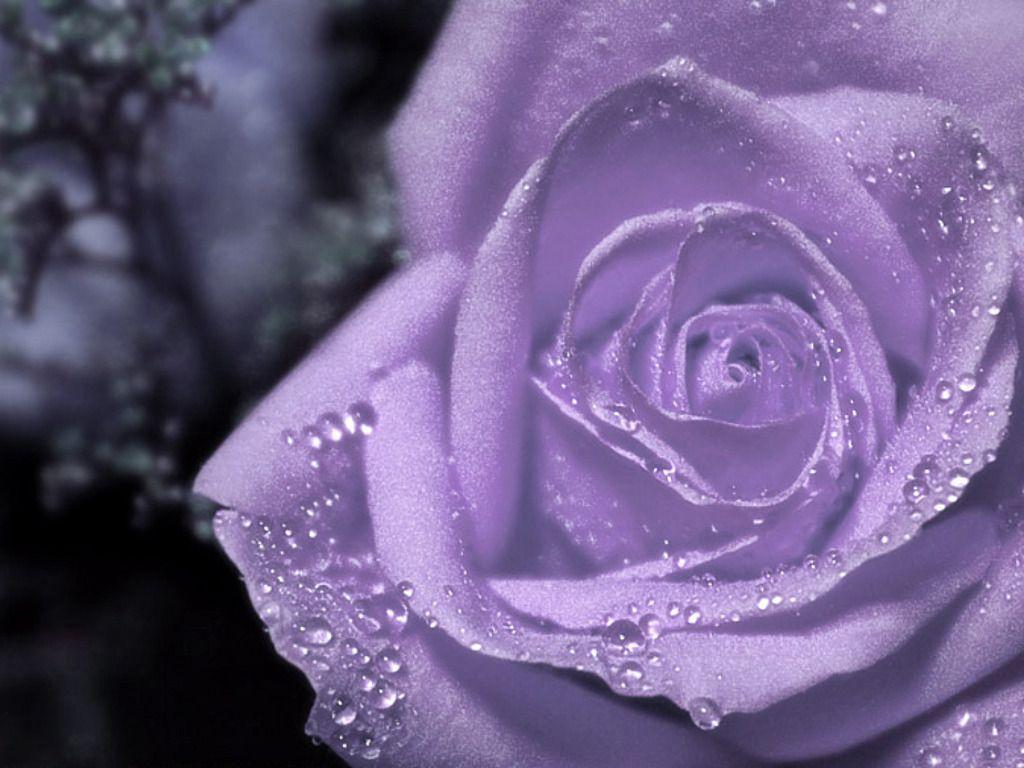Gorgeous Background Purple Roses Images for Your Screensaver or Desktop
