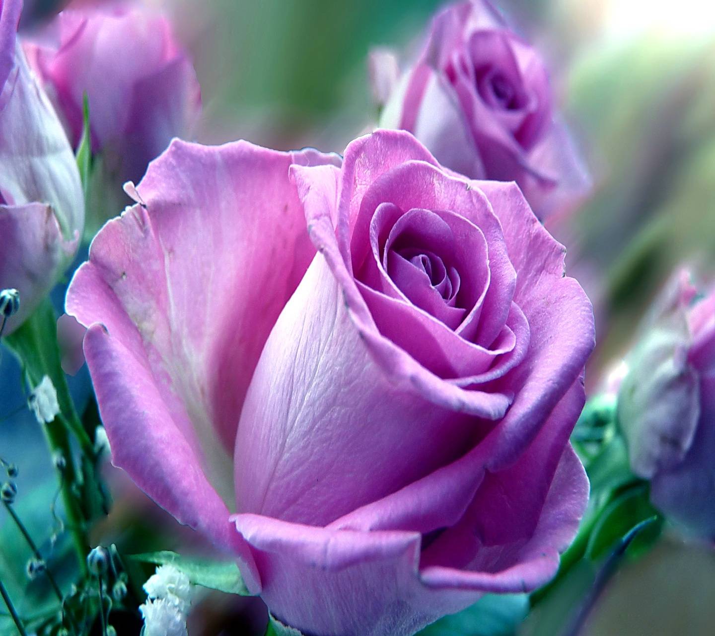 Lavender Rose Wallpapers - Top Free Lavender Rose Backgrounds ...