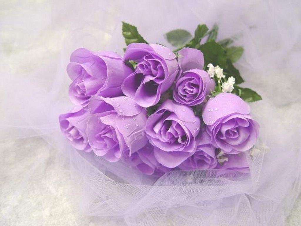 1024x768 Purple Roses Wallpaper