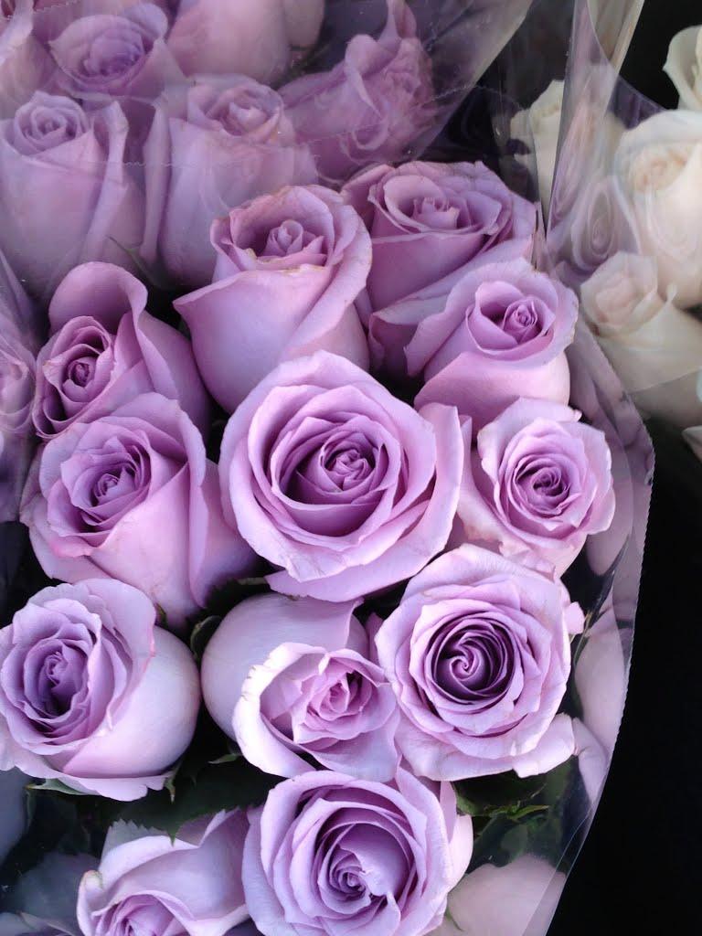 Lavender Rose Wallpapers Top Free Lavender Rose Backgrounds