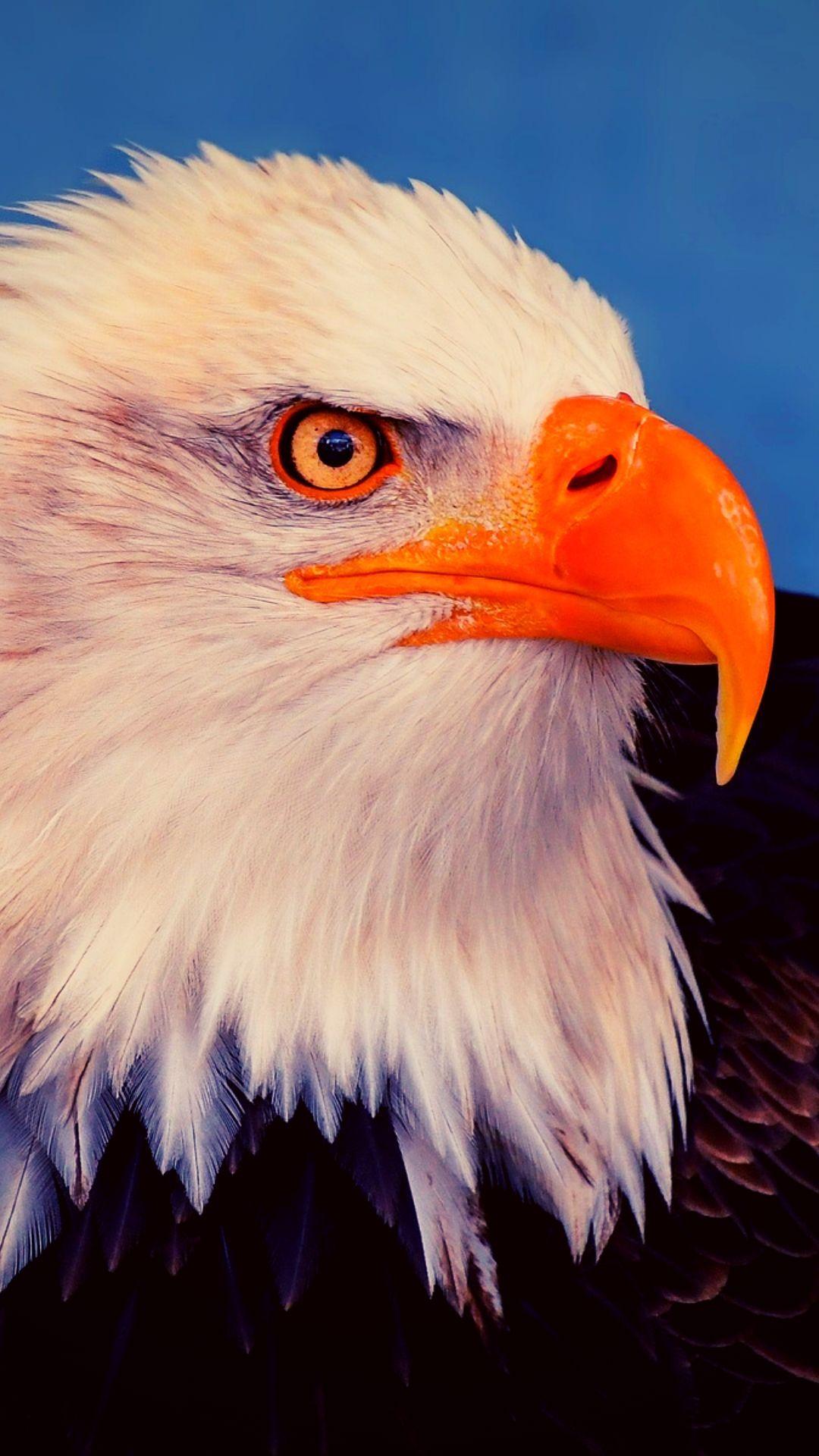 1080x1920 Eagle Wallpaper 4K iPhone Free Download