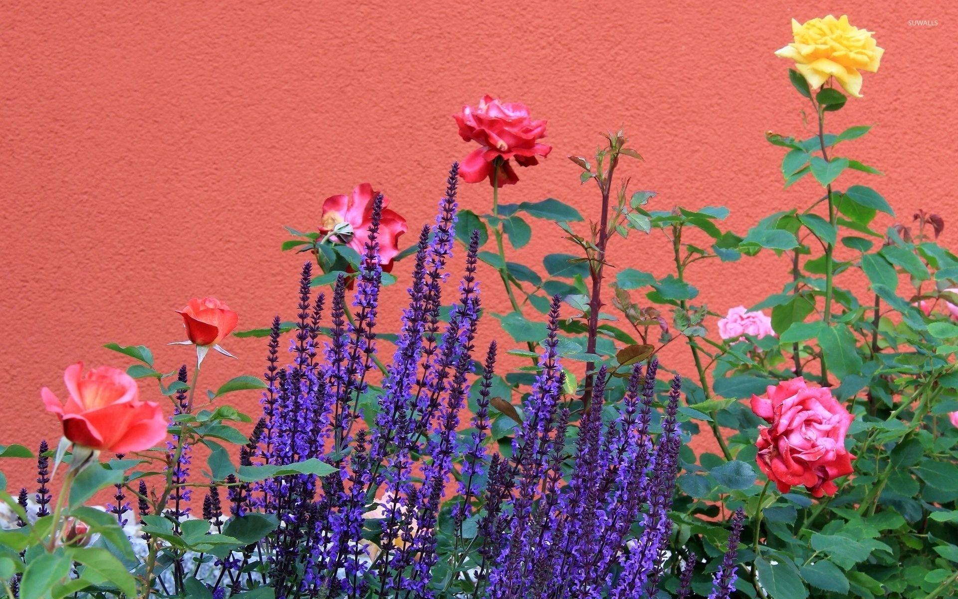 Lavender Rose Wallpapers Top Free Lavender Rose Backgrounds