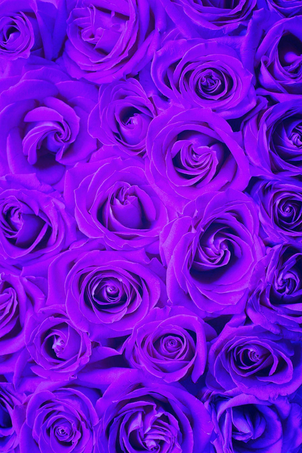 Lavender Rose Wallpapers - Top Free Lavender Rose Backgrounds ...