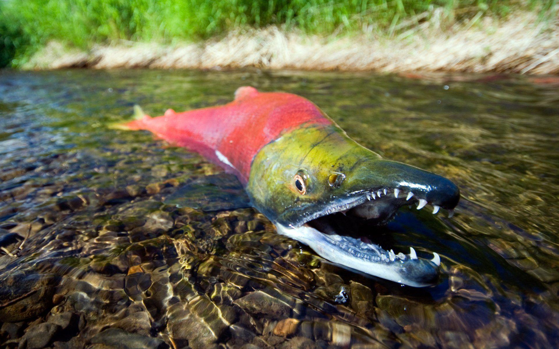 1920x1200 Fishing Wallpaper HD