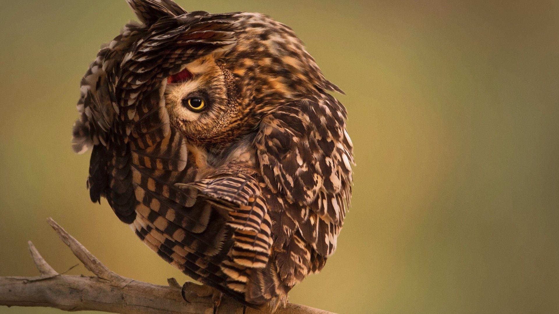 1920x1080 Wallpaper National Geographic, 4k, HD wallpaper, Owl, Funny, OS