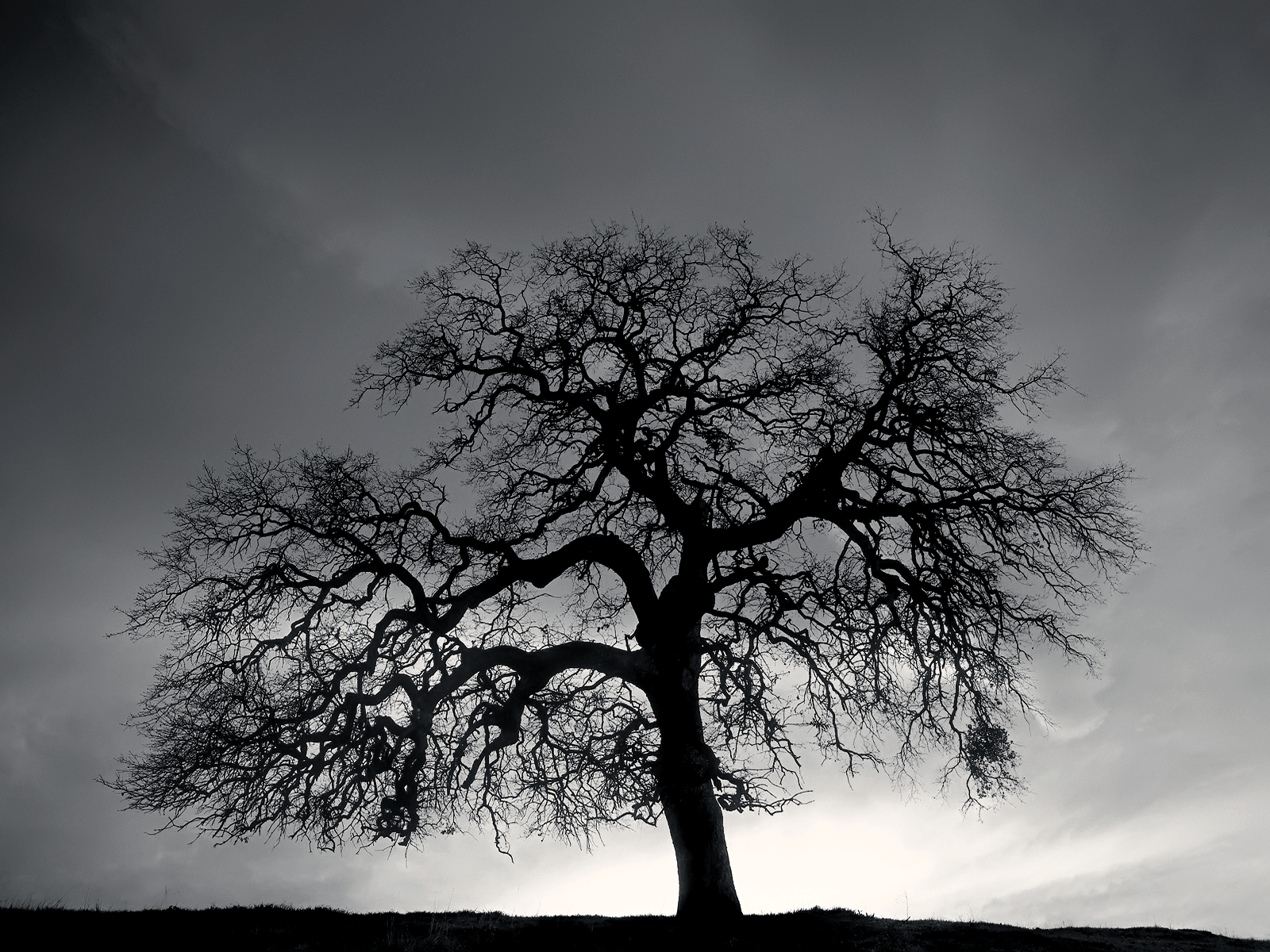 Cool Black and White Tree Wallpapers - Top Free Cool Black and White Tree  Backgrounds - WallpaperAccess