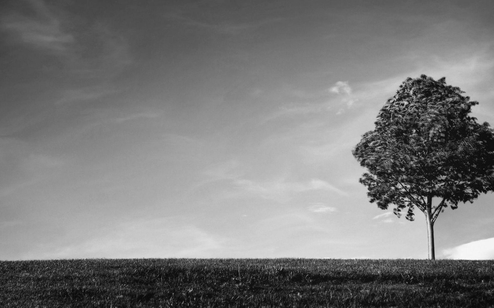 1680x1050 Free download Tree Wallpaper Black And White [1920x1080] for your Desktop, Mobile & Tablet. Explore White And Black Wallpaper. Cool Black And White Wallpaper, Best Black And White Wallpaper