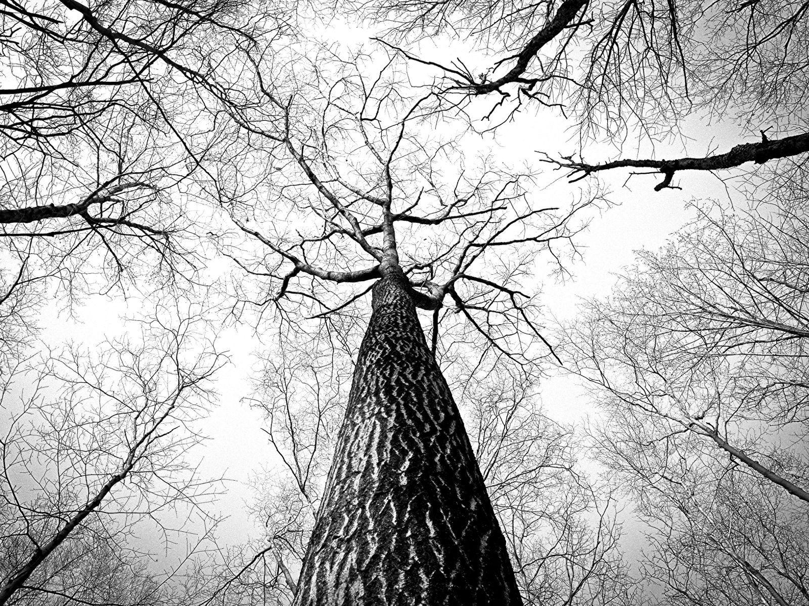 Cool Black and White Tree Wallpapers - Top Free Cool Black and White ...