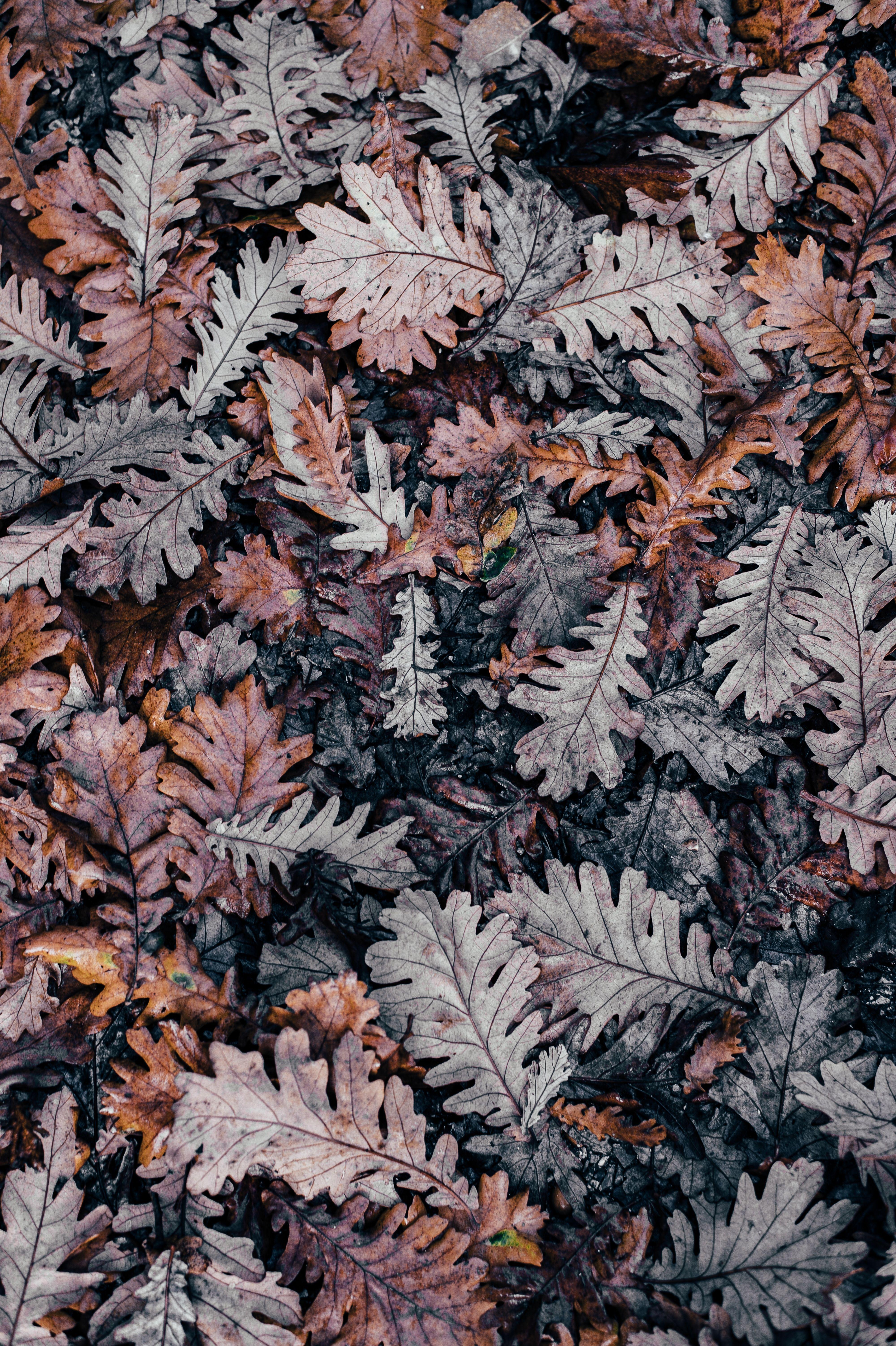 4000x6010 Amazing Free Minimalist Wallpaper Downloads for iPhone X. Fall wallpaper, Preppy wallpaper, Oak leaf art