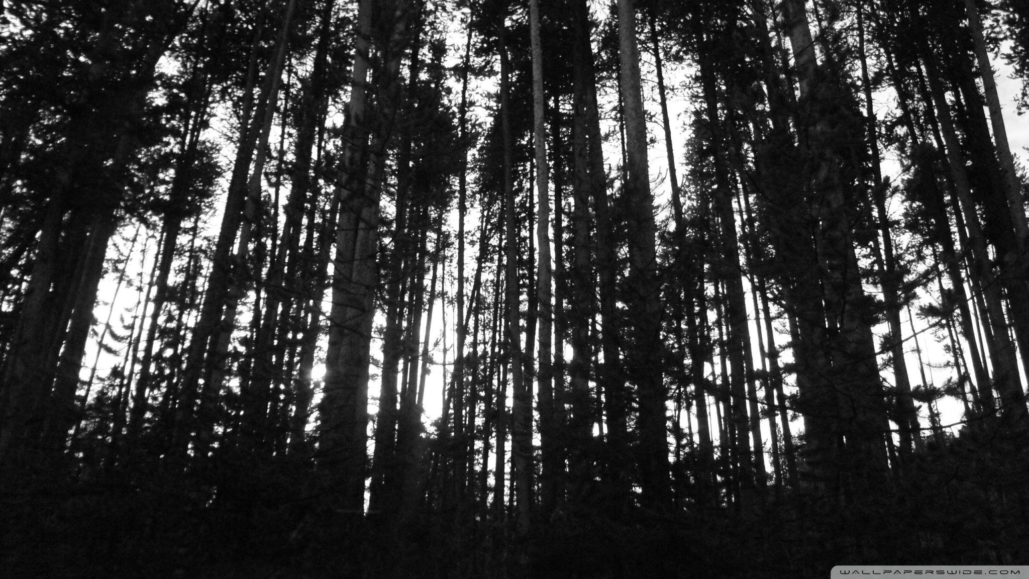 2048x1152 Black & White , Trees Ultra HD Desktop Background Wallpaper for 4K UHD TV : Tablet