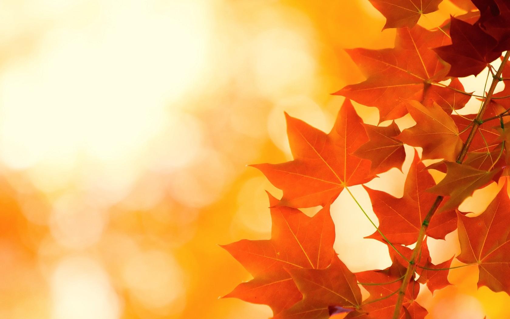 Autumn Minimalist Wallpapers - Top Free Autumn Minimalist Backgrounds - WallpaperAccess