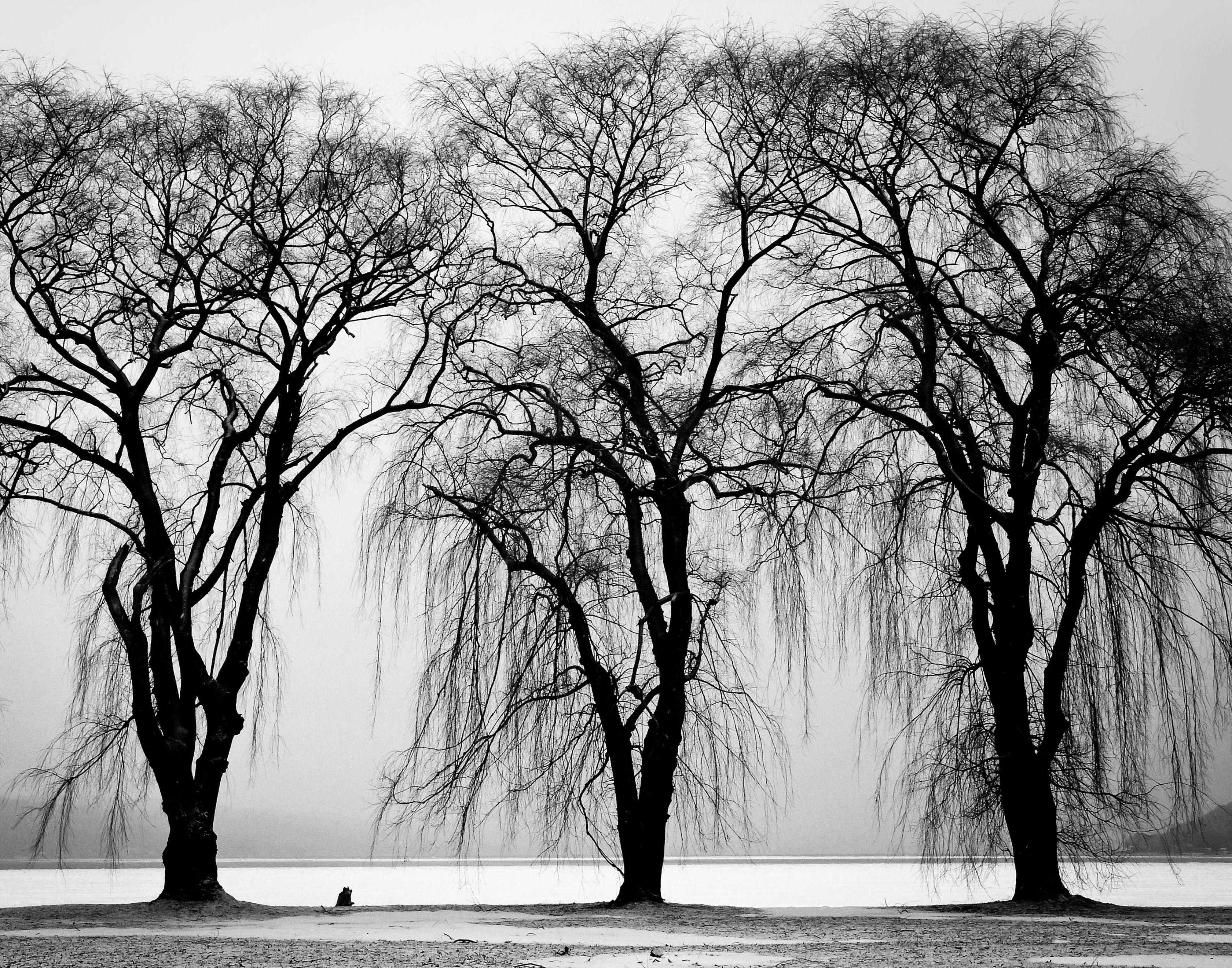 3360x2640 Three Black Trees · Free
