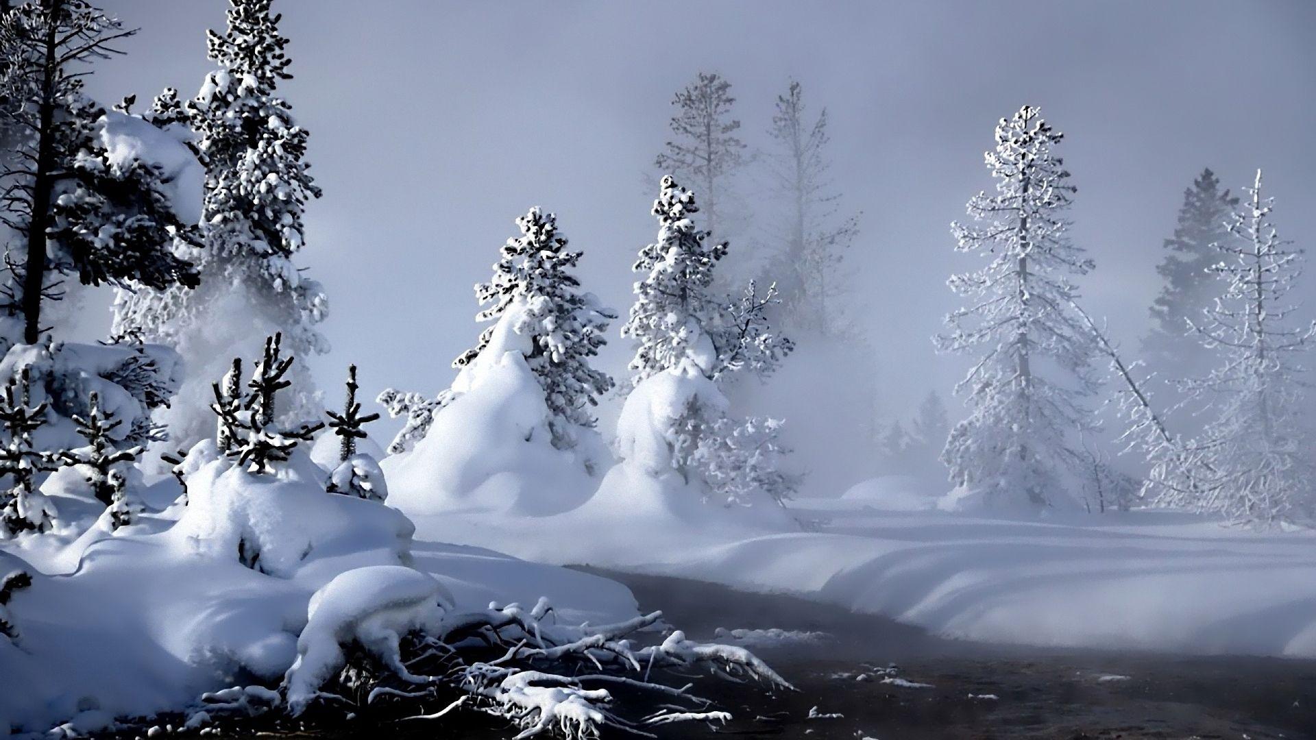 1920x1080 Forest Snow In Winter HQ Image Free Wallpaper