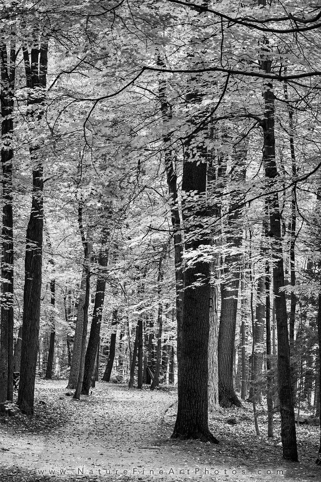 1080x1620 Black and White Nature Photo