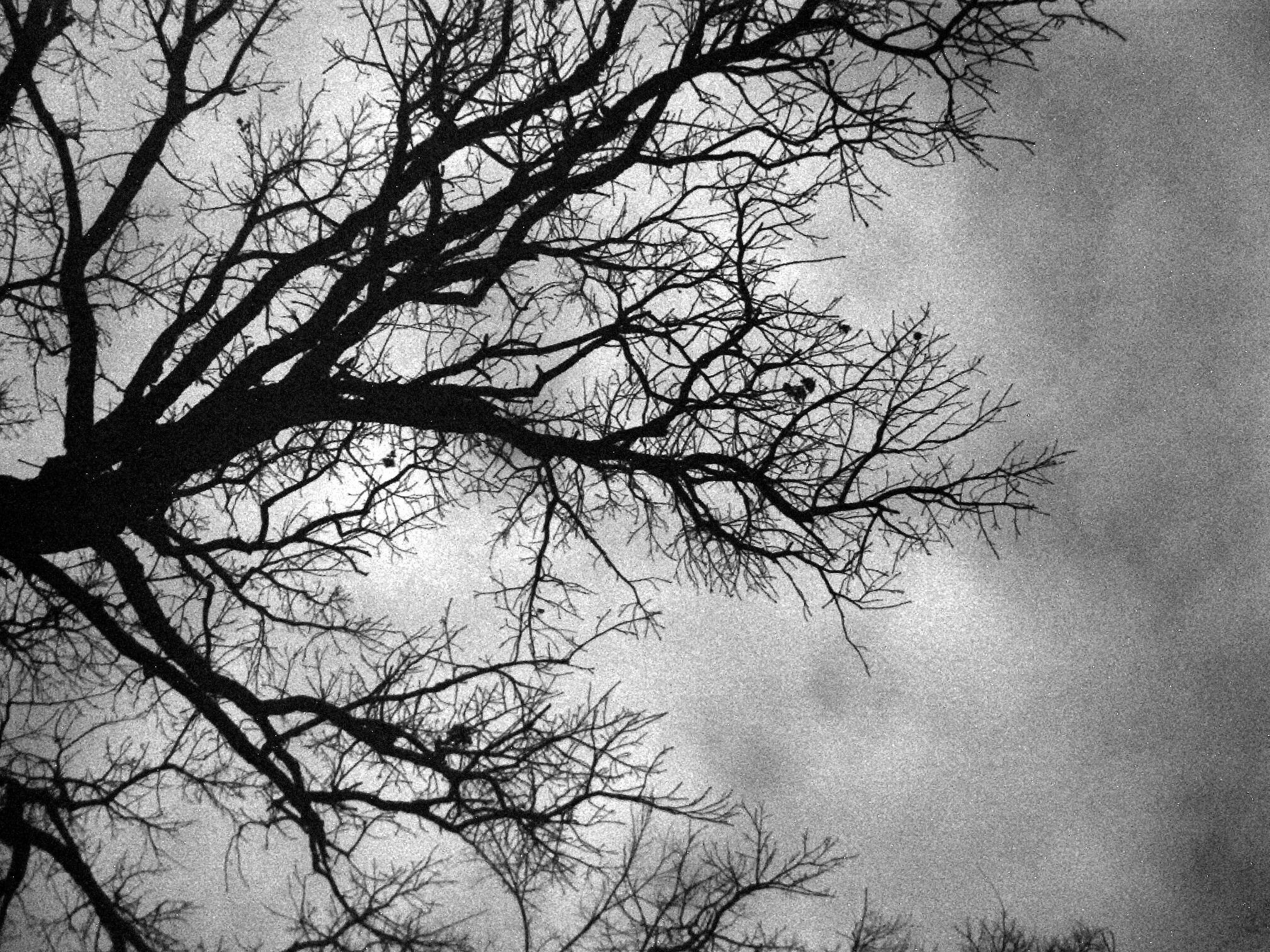2016x1512 Black and White Nature
