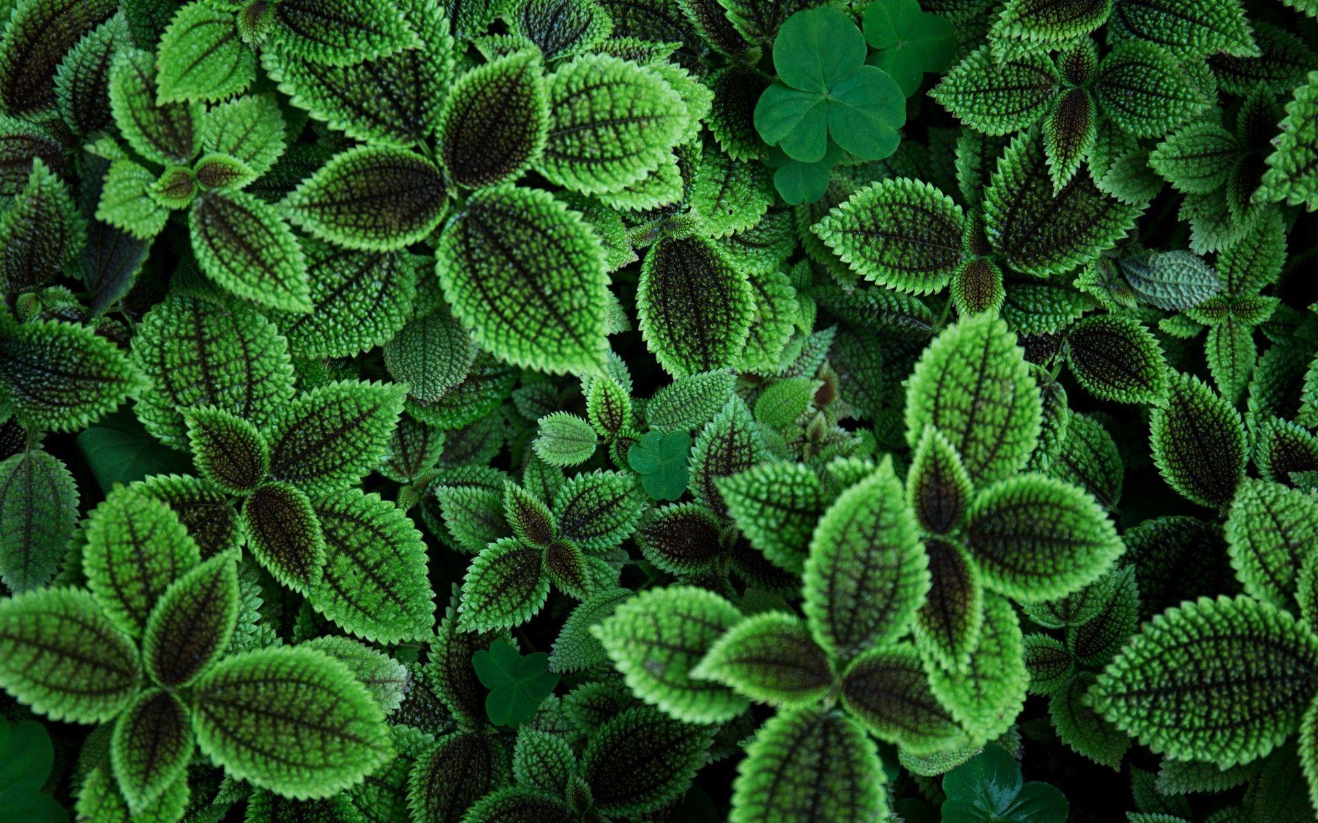 1920x1200 Wallpaper Green leaves, Plant, Garden, HD, 5K, Nature,. Wallpaper for iPhone, Android, Mobile and Desktop