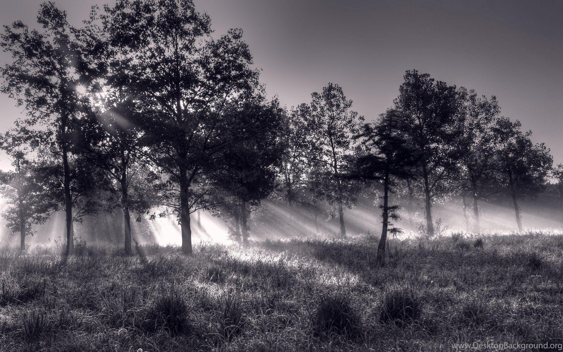 1920x1200 Tree Wallpaper Black And White Desktop Background