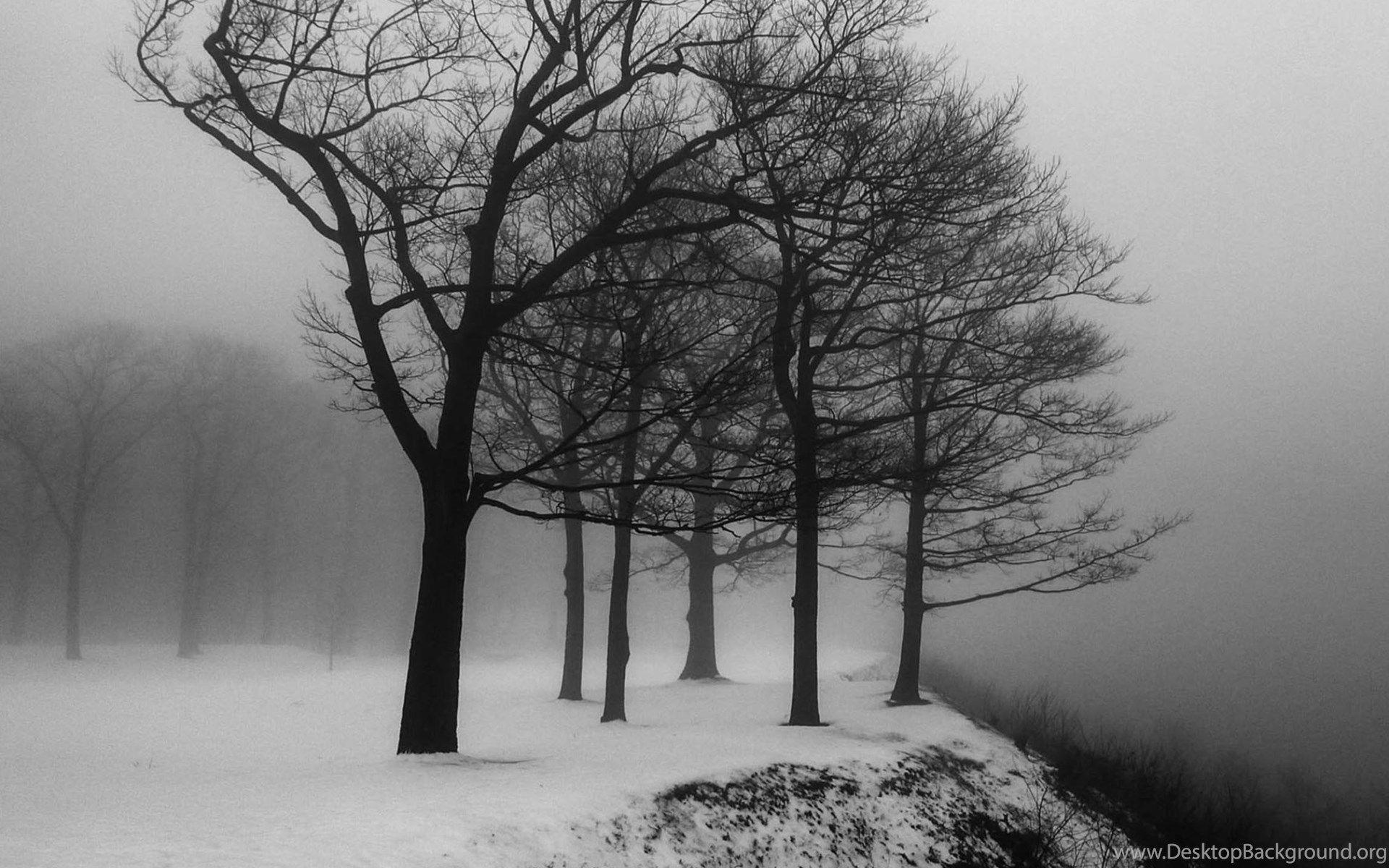 1920x1200 Black And White Tree Desktop Wallpaper HD Desktop Background
