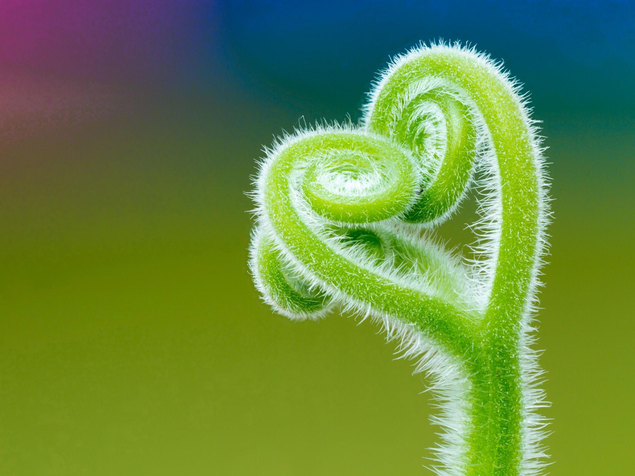 2048x1536 Wallpaper Tendril, Climbing plant, Macro, Minimal, 4K, 5K, Nature,. Wallpaper for iPhone, Android, Mobile and Desktop