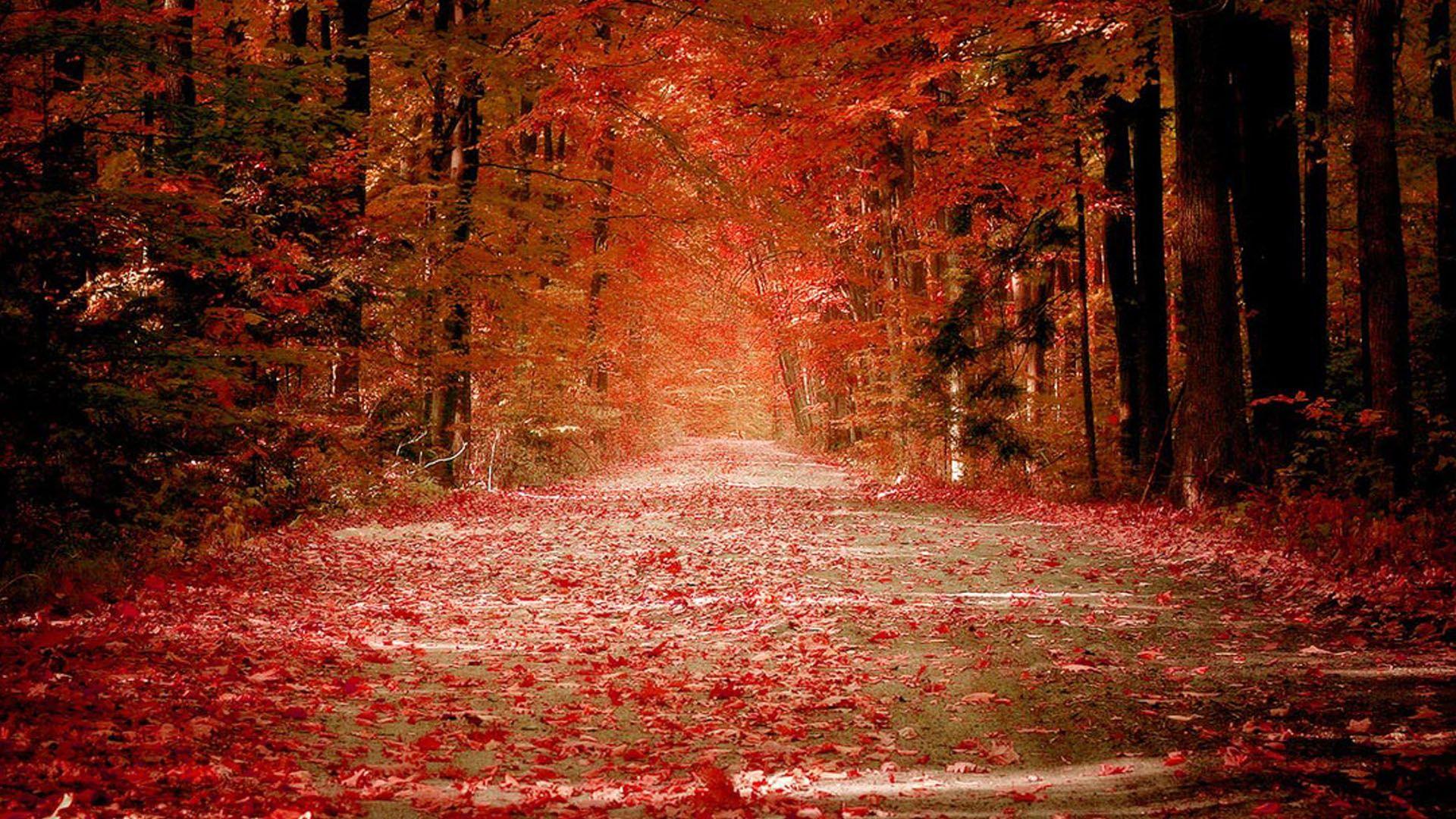 1920x1080 Autumn Wallpaper. Autumn Wallpaper, Best Autumn Wallpaper and Lonely Autumn HD Wallpaper