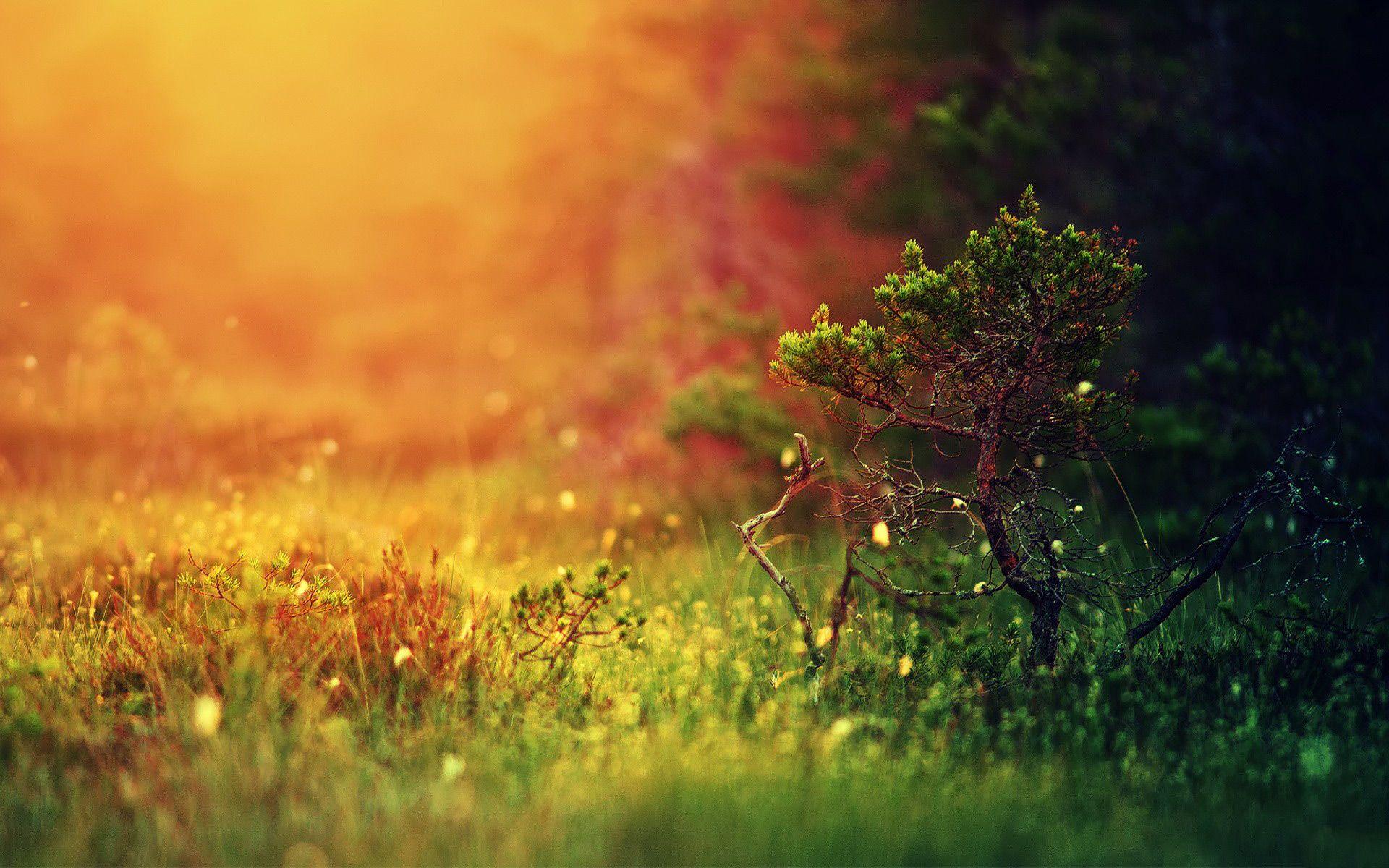 Simple Tree Wallpapers - Top Free Simple Tree Backgrounds - WallpaperAccess