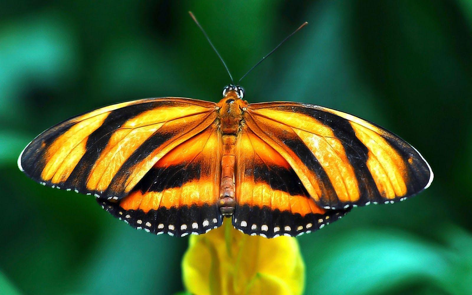 1600x1000 HD 4K National Geographic Wallpaper 1080p For Desktop (2020)