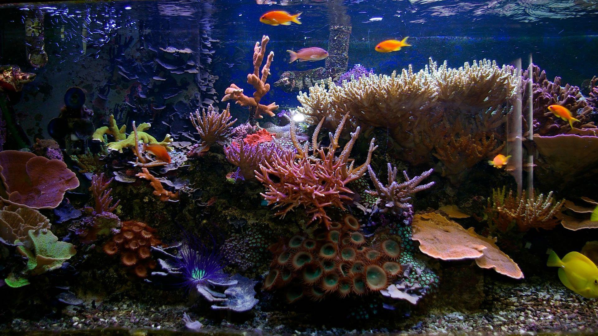 Tropical Aquarium Wallpapers - Top Free Tropical Aquarium Backgrounds -  WallpaperAccess