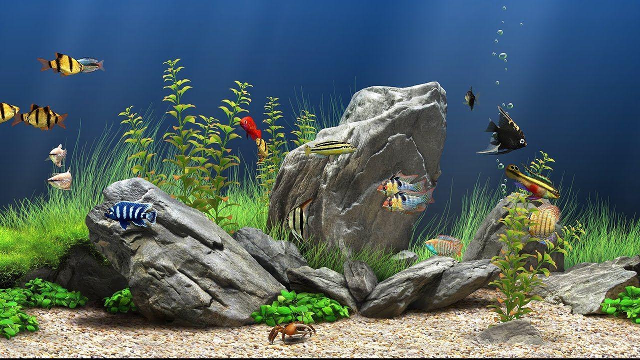 dream aquarium for ipad