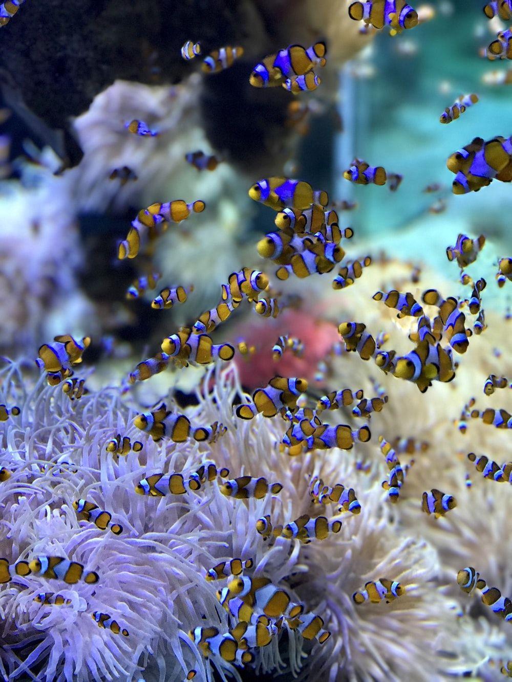 1000x1333 Tropical Fish Picture. Download Free Image