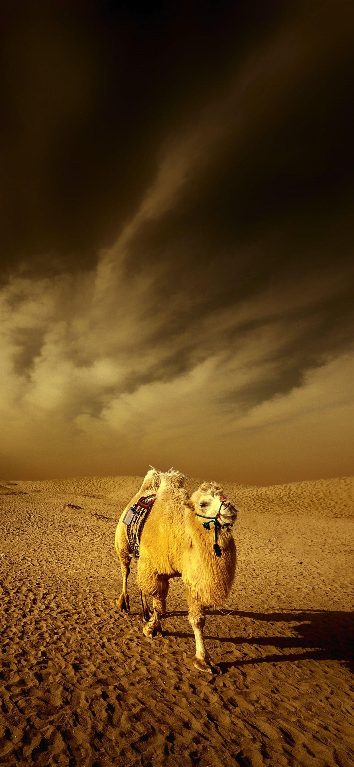 1242x2688 Desert, Camel, Clouds, Dusk 1242x2688 IPhone 11 Pro XS Max Wallpaper, Background, Picture, Image