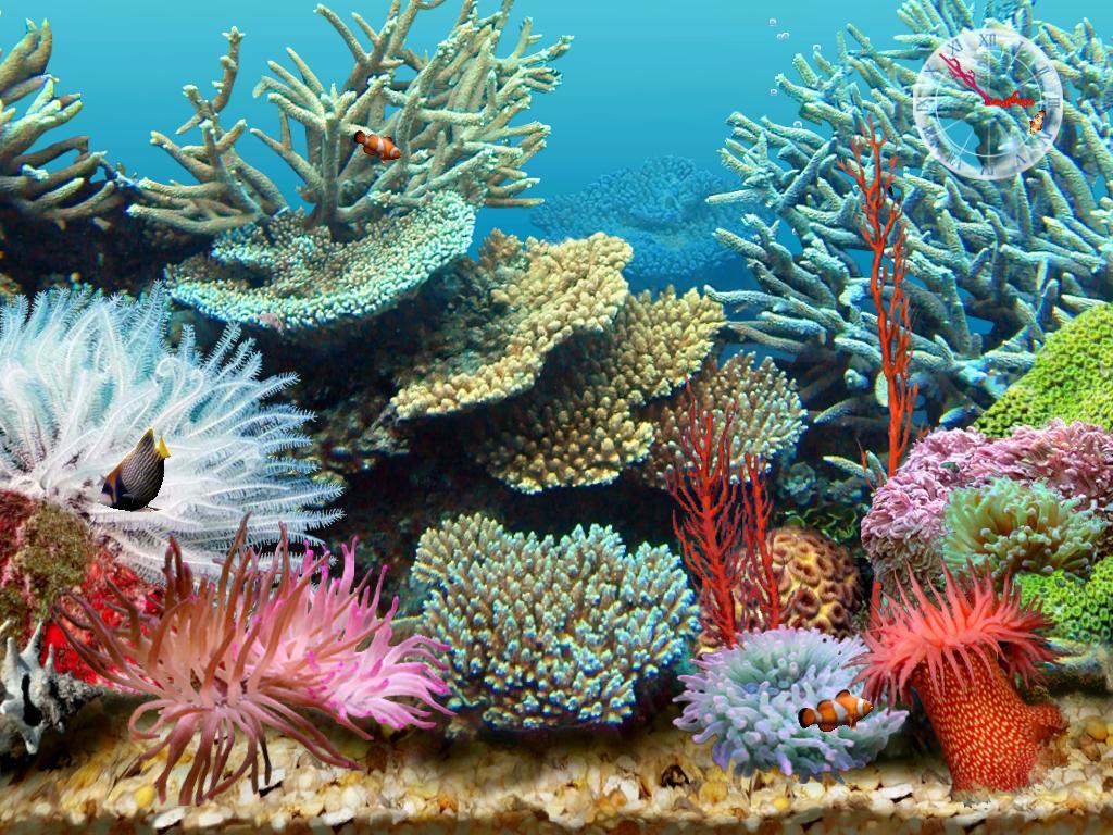 Tropical Aquarium Wallpapers - Top Free Tropical Aquarium Backgrounds ...