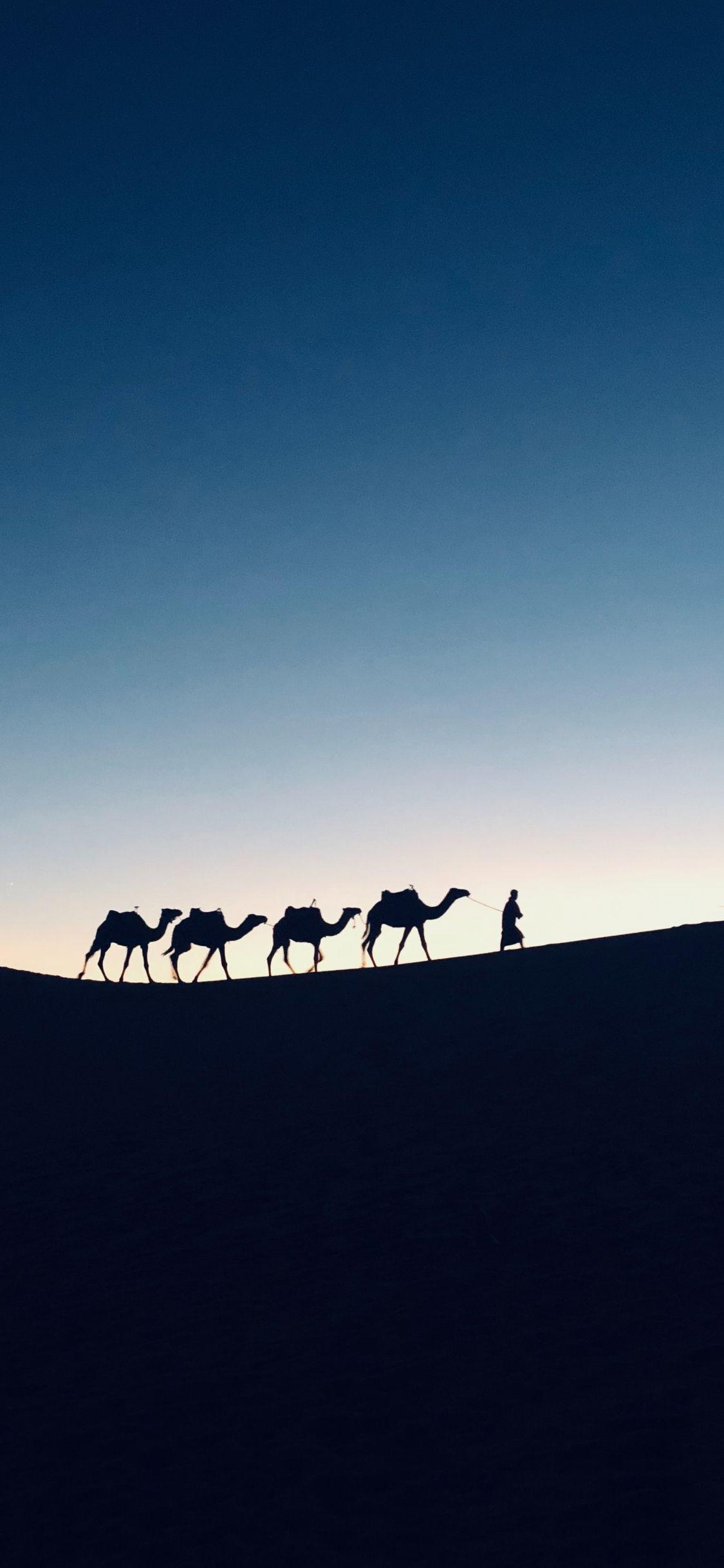 1125x2436 Download 1125x2436 wallpaper silhouette, sunset, camel, morocco, iphone x 1125x2436 HD image, background, 15875