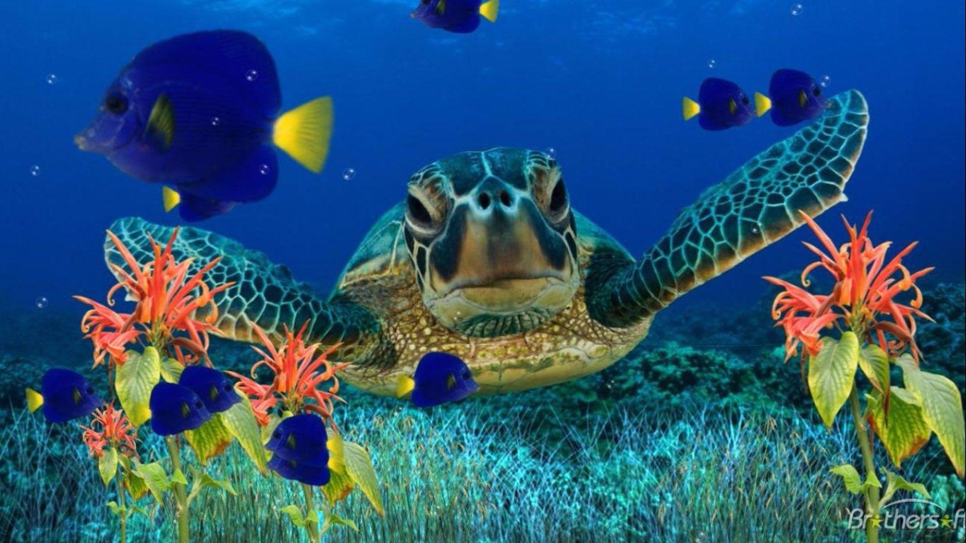 1920x1080 Sea Turtle Wallpaper HD