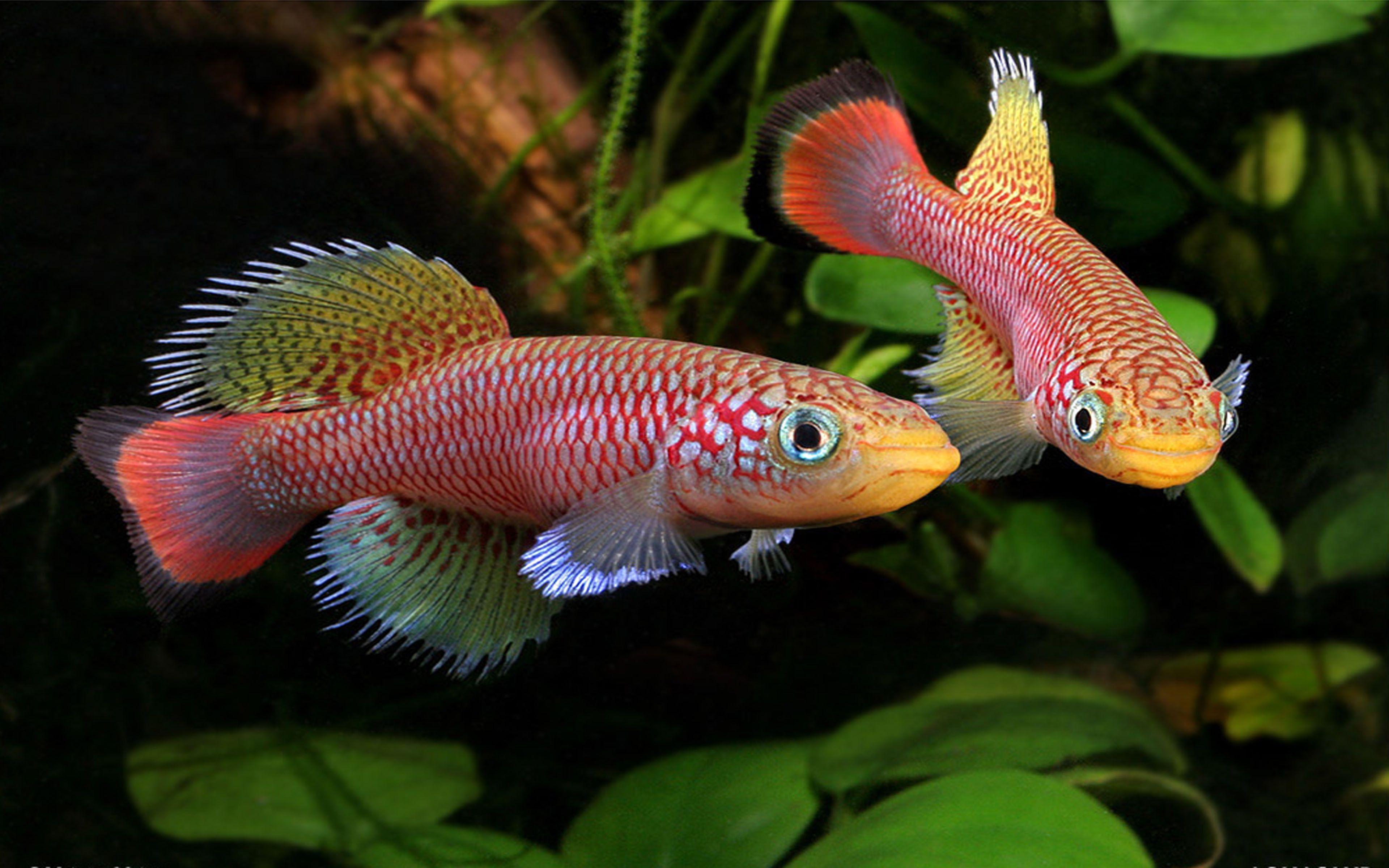 3840x2400 Tropical Freshwater Species Killifish Dekstop Wallpaper HD :