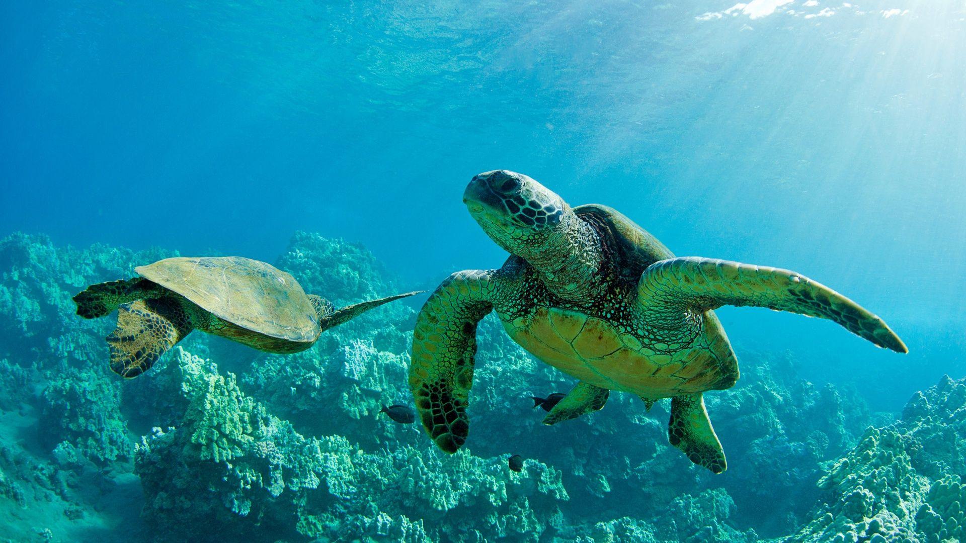 1920x1080 Sea Turtles Wallpaper