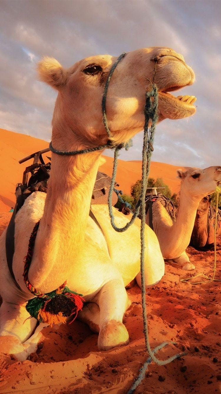 750x1334 Wallpaper Camels rest, desert 2560x1600 HD Picture, Image
