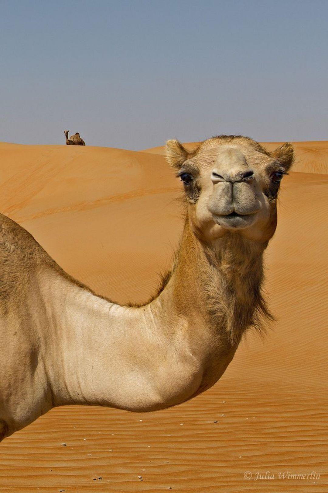 1080x1620 Funny Camel, iPhone, Desktop HD Background / Wallpaper (1080p, 4k) (1080x1620) (2020)