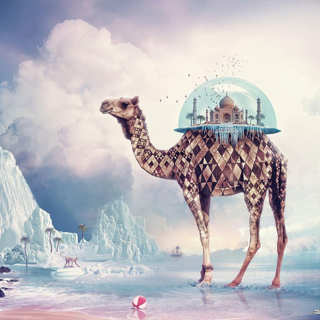 1024x1024 Best camel iPad Wallpaper HD