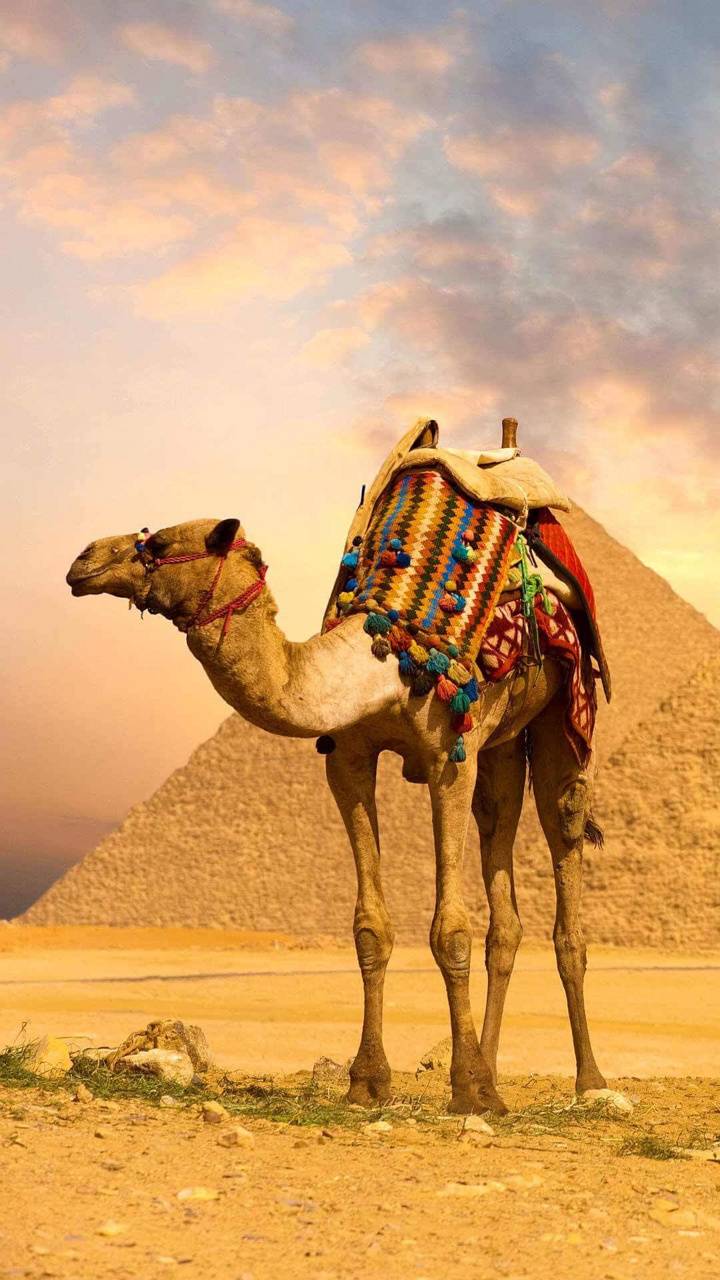 720x1280 Camel wallpaper
