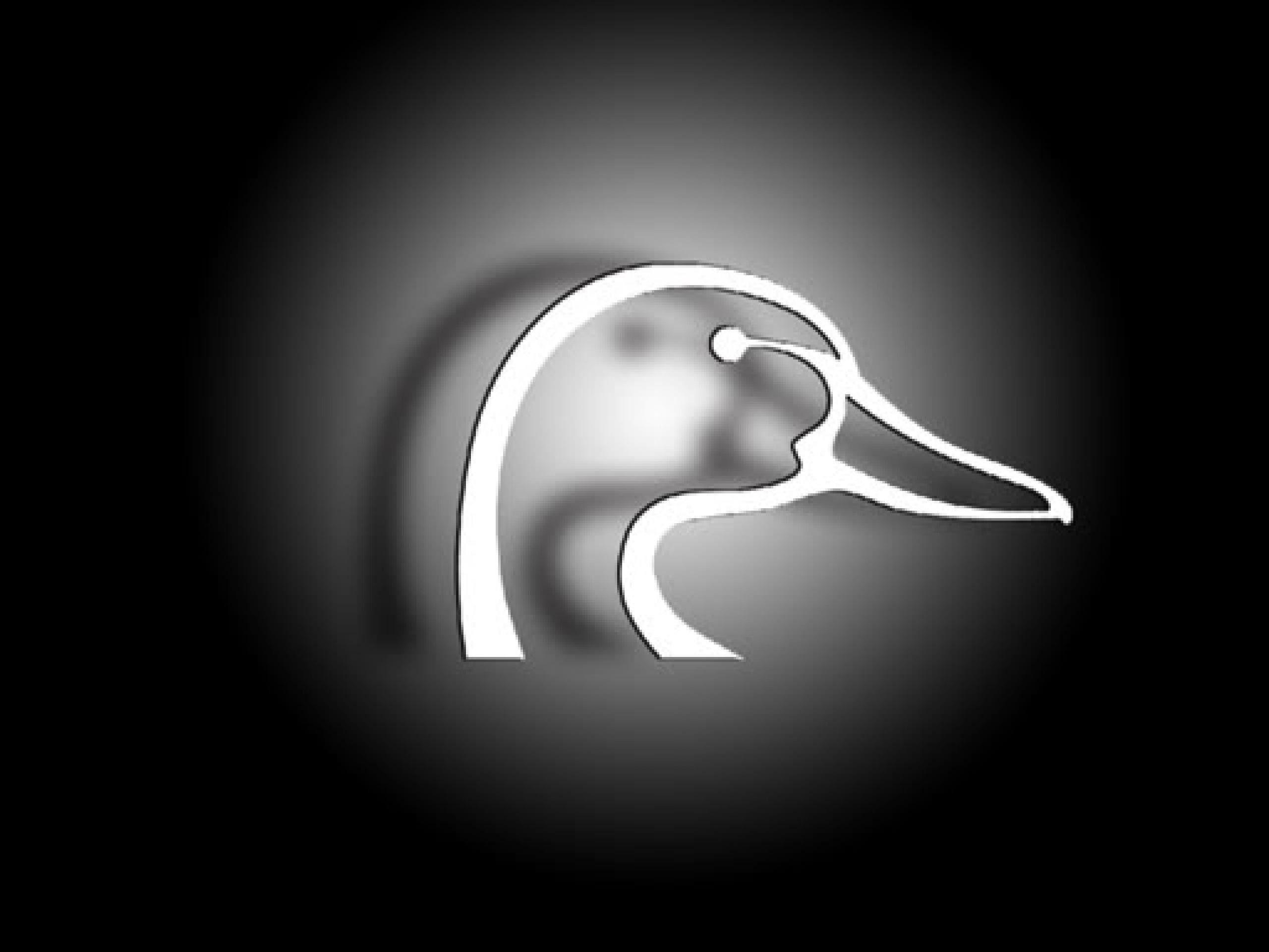 2560x1920 Waterfowl Wallpaper