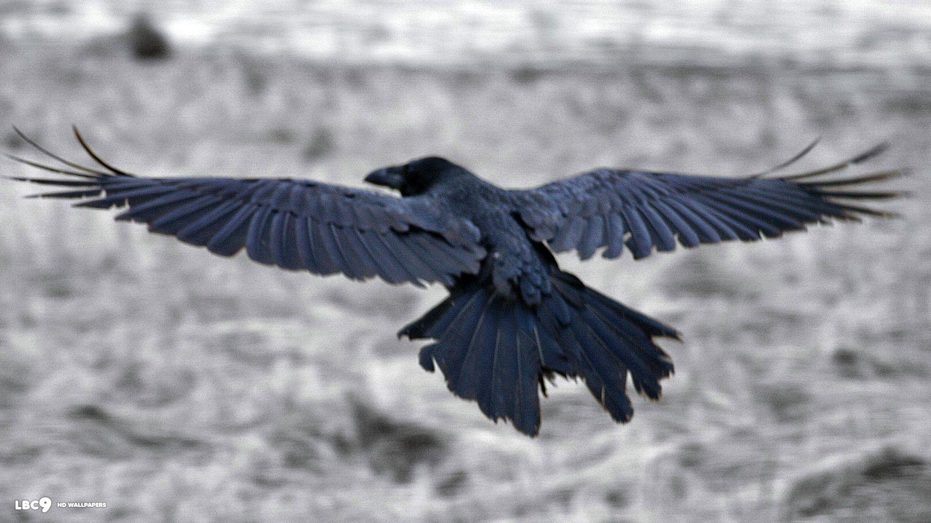 download free raven field