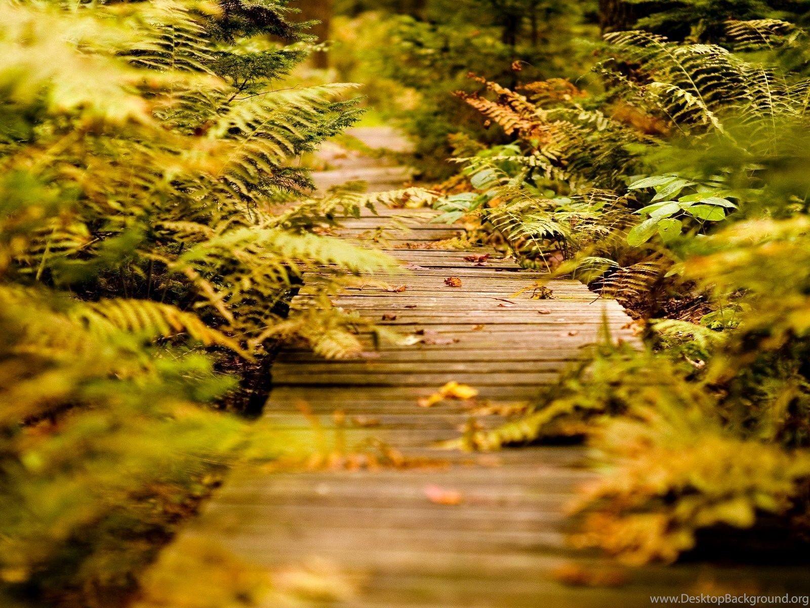 1600x1200 Download Free Modern Nature Trail The Wallpaper 1600x1200px Desktop Background