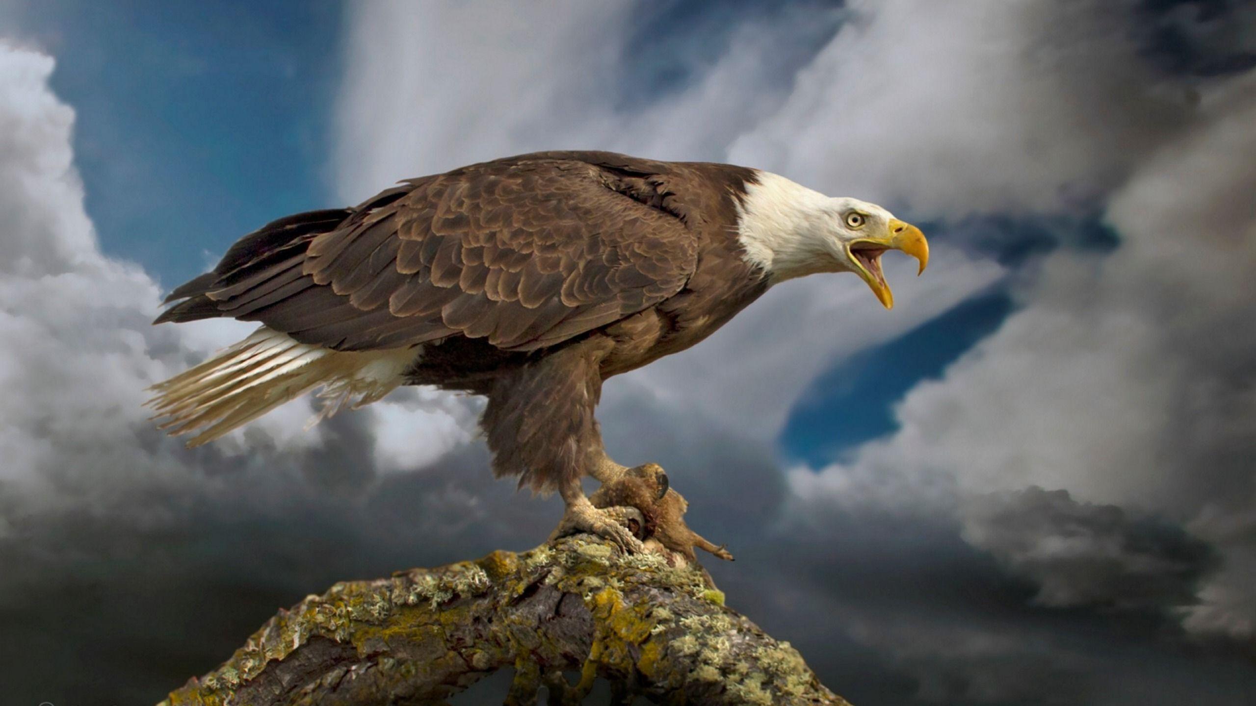 2560x1440 Wallpaper Of The Day: Bald Eagle Sense Evaluation