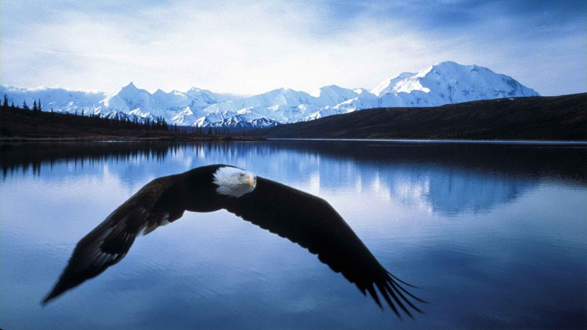 1920x1080 Bald Eagle Wallpaper Animal Spot