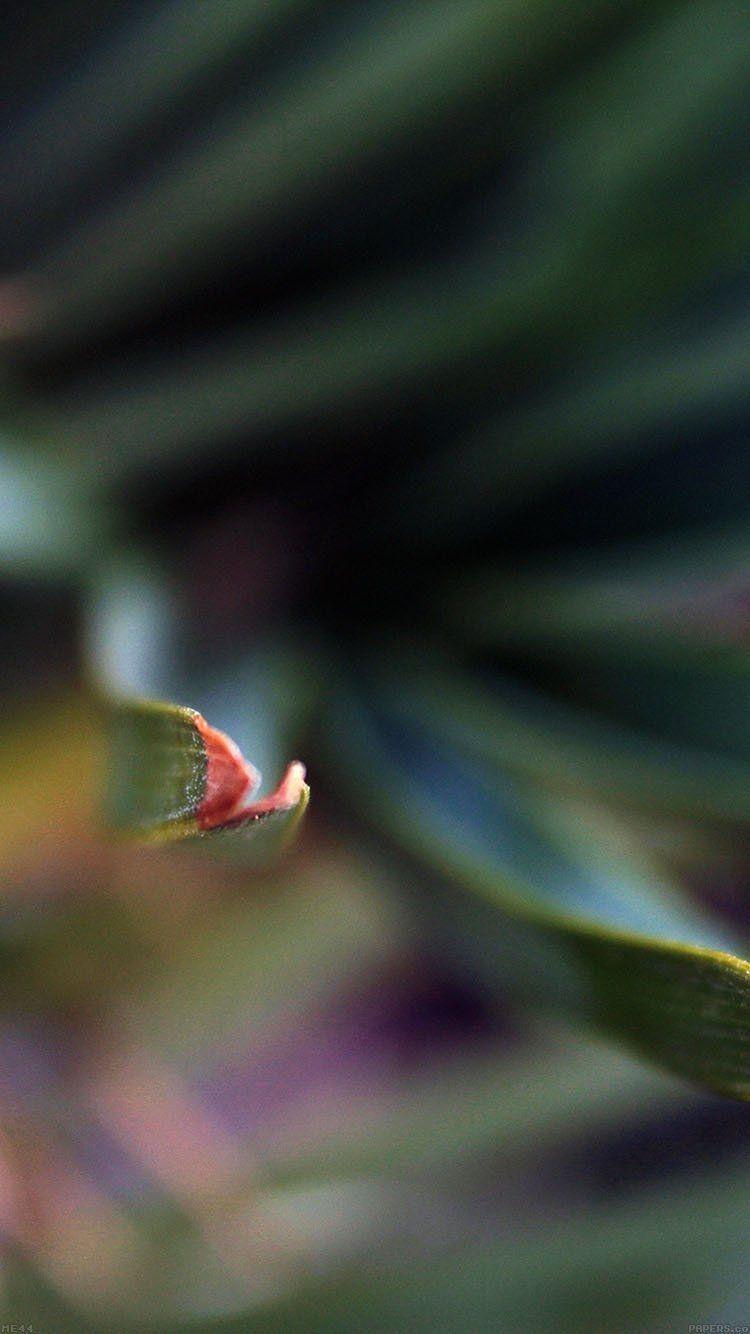 750x1334 Sting leaf dark summer nature Download Free Wallpaper for phone